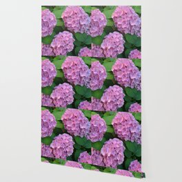 The pink Hortensia hydrangea bush (Hydrangea macrophylla) Wallpaper
