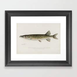 Pickerel fish Framed Art Print