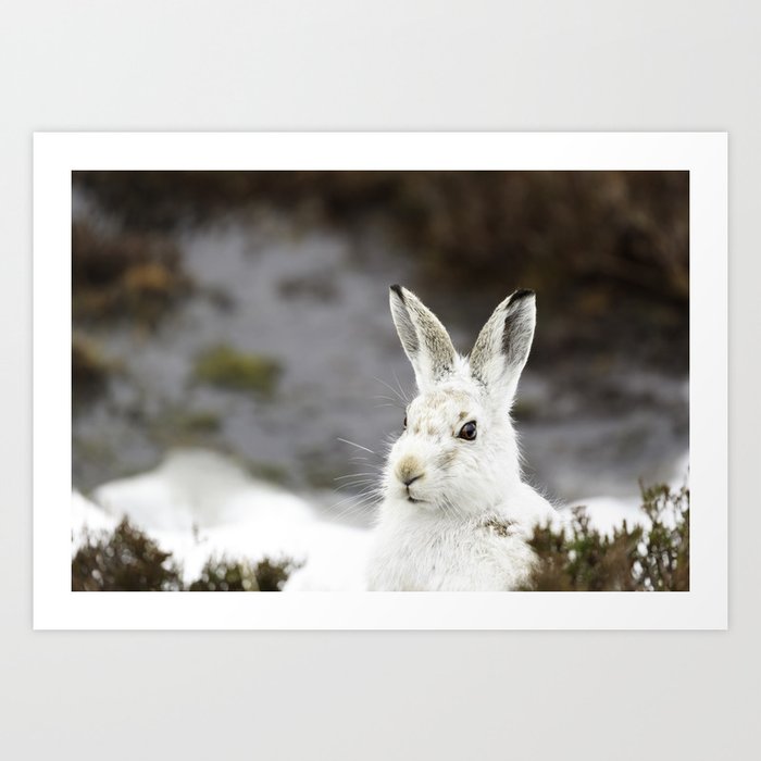 white mountain hare Art Print