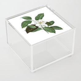 Vintage Stewartia Tree Botanical Illustration on Pure White Acrylic Box