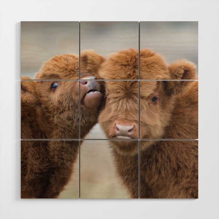 Young highland cows | Nature photography |  Animals in the wild | Photo art Wood Wall Art