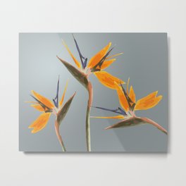 Strelizia - Bird of Paradise Flowers Metal Print