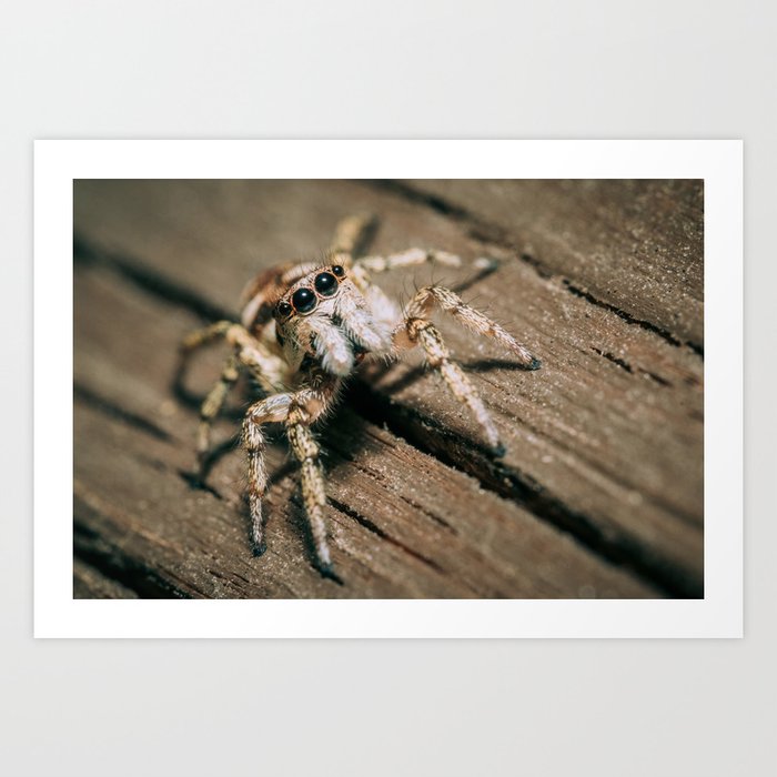 Don't Step on a Crack! Macro Jumping Spider Photograph Art Print
