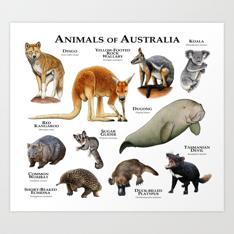Animals Of Australia Art Print By Wildlife Art Society6