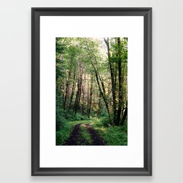 Walk In The Woods Framed Art Print