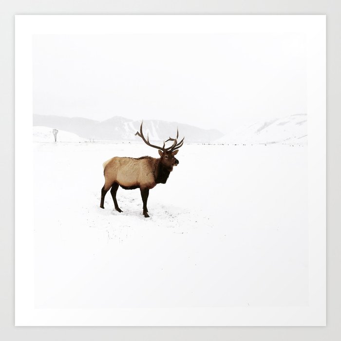 Standing Elk in Jackson Hole, Wyoming Art Print