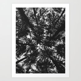 View Under the Canopy Art Print