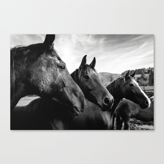 Horse heads Canvas Print