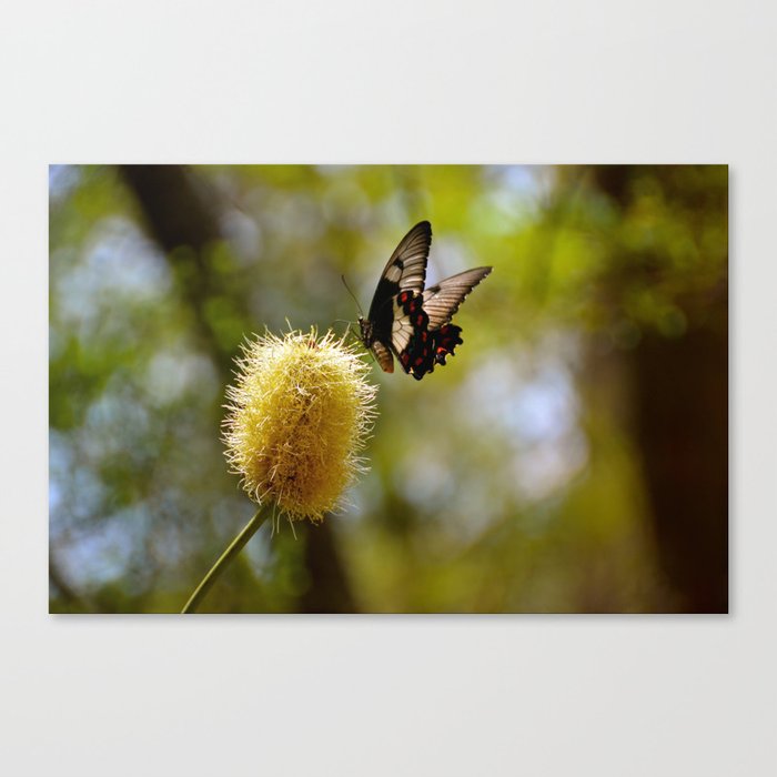 Butterfly Fraser Island Queensland Australia Canvas Print