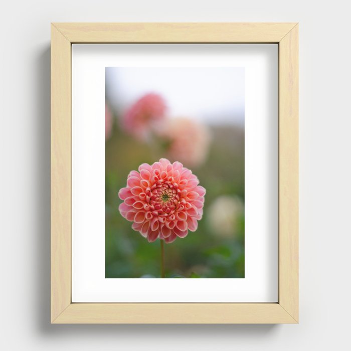 Dahlia Recessed Framed Print