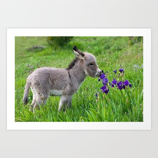 small donkey Art Print