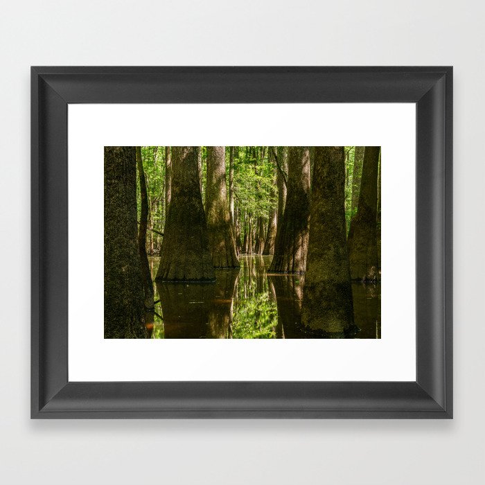 Cypress Swamp  Framed Art Print