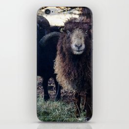 A Pair of Ouessant Sheep 2 iPhone Skin