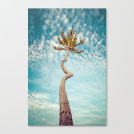 Corkscrew Palm Canvas Print