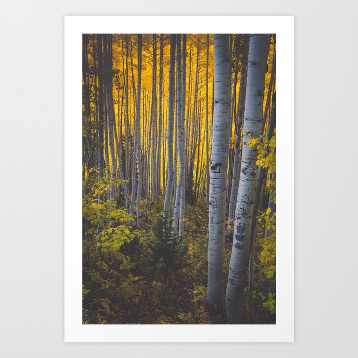 Duos of Aspens in a Yellow Colorado Autumn Forest Art Print