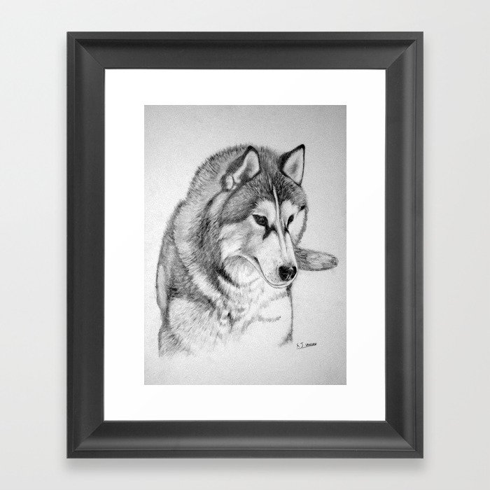 Siberian  Husky Framed Art Print