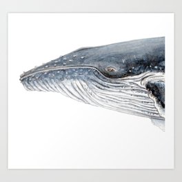 Humpback whale portrait Art Print