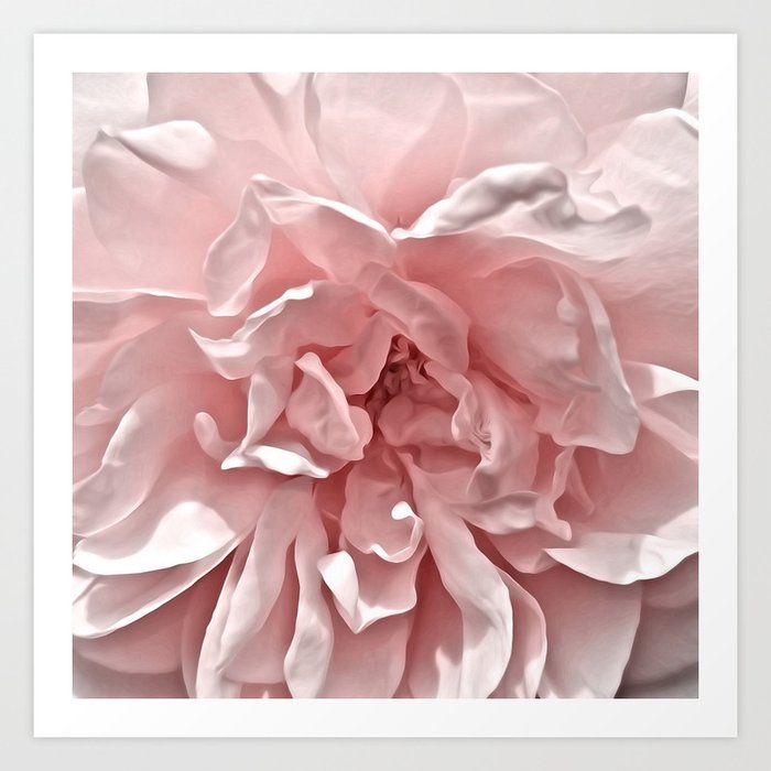 Pink Blush Rose Art Print