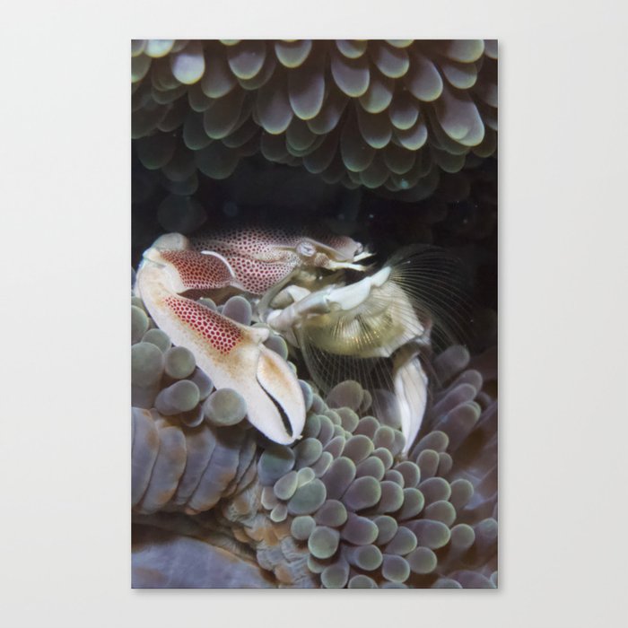 Porcelain Anemone Crab (Filter the best, leave out all the rest) Canvas Print