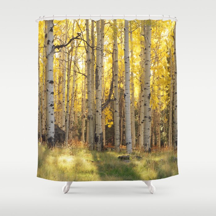 Aspen trees in Autumn ,Coconino National Forest, Arizona, USA Shower Curtain