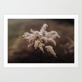 Soft focus plume feather plant - nature detail photography art print Art Print