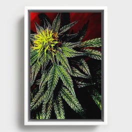 Lady Cannabis in Red Framed Canvas