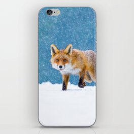 Fox in winter. Red fox, Vulpes vulpes, sniffs about prey on forest meadow in snowfall. Orange fur coat animal hunting in snow. Fox in winter nature. Wildlife scene. Habitat Europe, Asia, North America iPhone Skin