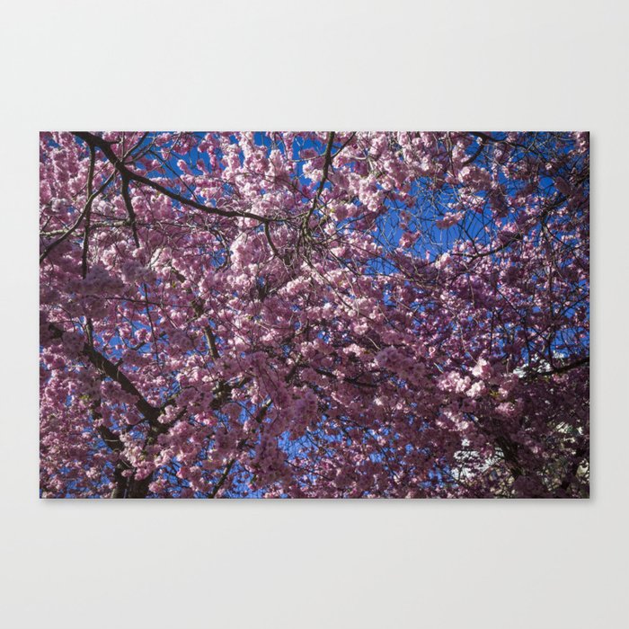 Cherry blossoms Canvas Print
