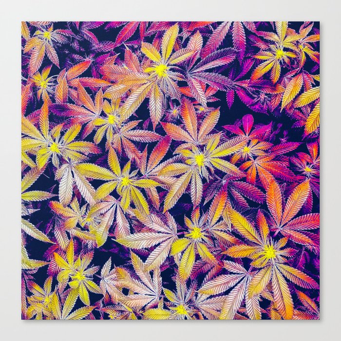 Sunny Bunch of Cannabis Canvas Print