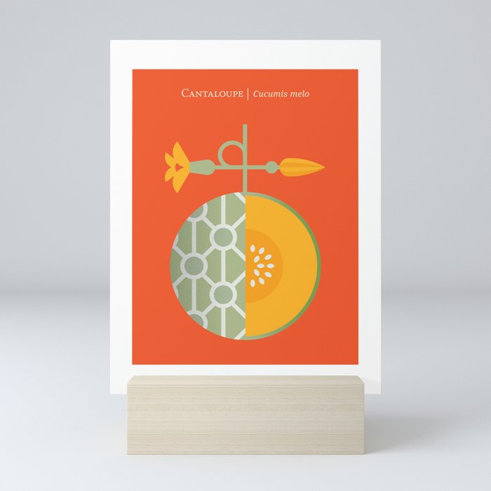 Fruit: Cantaloupe Mini Art Print