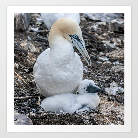 Gannet and Chick Art Print