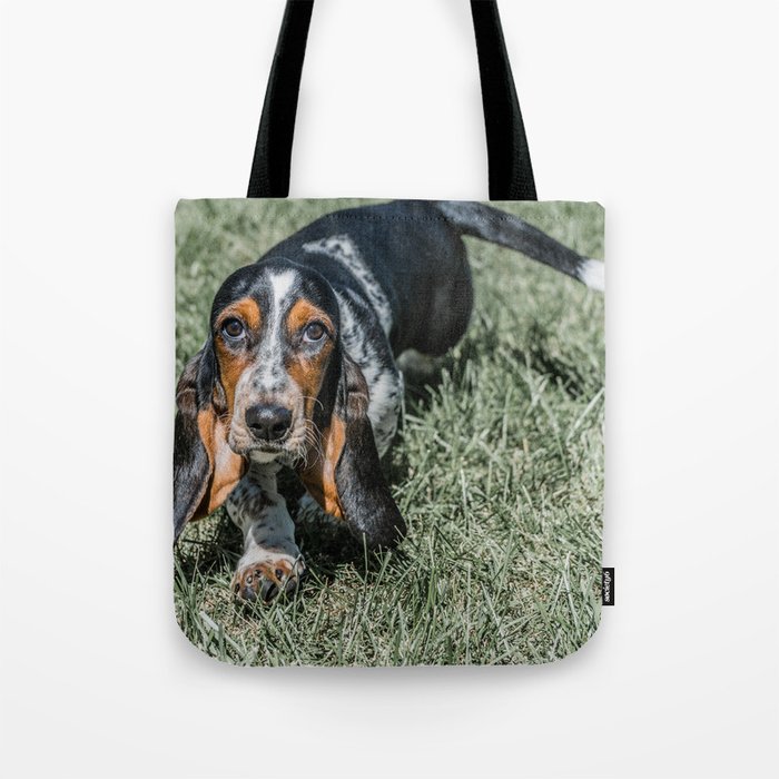 Basset Hound Puppy Droopy Ears Walking in Green Grass Cute