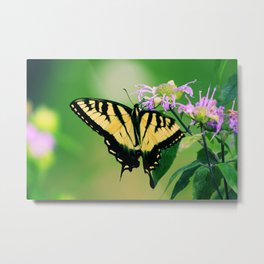 Eastern Tiger Swallowtail Metal Print | Yellow, Butterfly, Photo, Beautiful, Canon, Eastern, Digital, Beauty, Purple, Tiger 