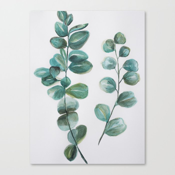 Eucalyptus leaves, blue green round leaves Canvas Print