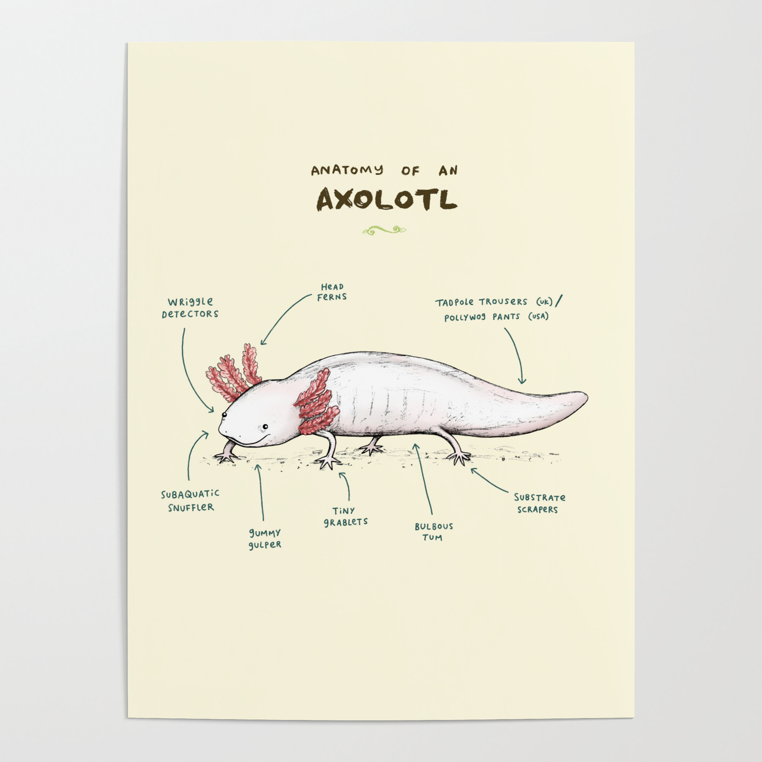 Anatomy Of An Axolotl Poster By Sophie Corrigan Society6