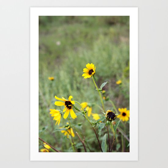 Bonito Art Print