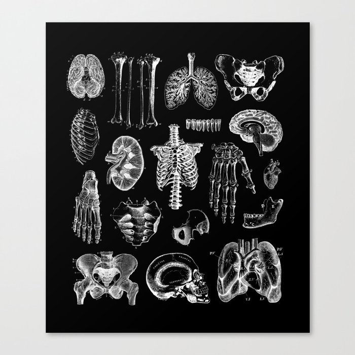 Human Anatomy Black & White Canvas Print