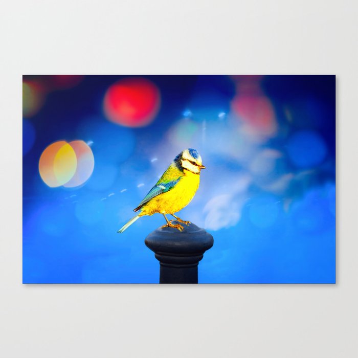 Blue Tit with Blue Bokeh Background Canvas Print