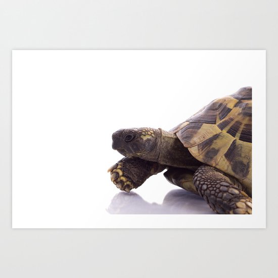 Greek land tortoise Art Print