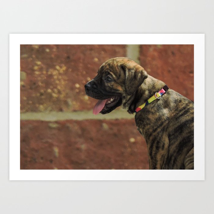 Great dane 2024 bullmastiff mix puppies