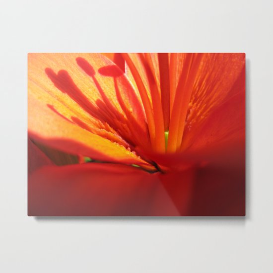 Red Stamen 86 Metal Print