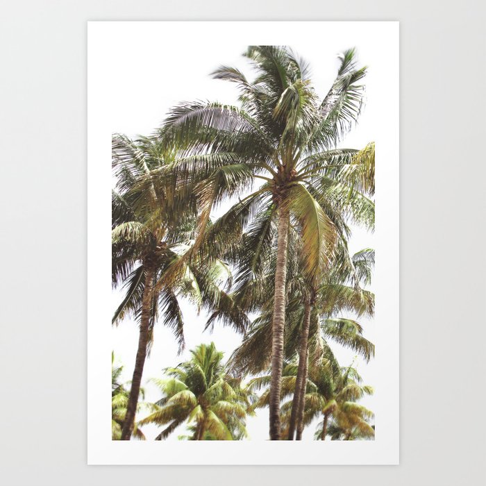 Miami Palm Trees | Landscape Photography | Coastal | Nature | Ocean | Summer | Travel Art Print