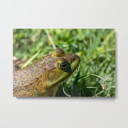 Green Frog closeup Metal Print