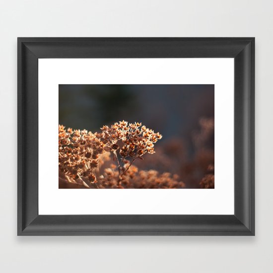Morning's Light Framed Art Print