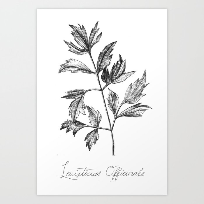 Lovage Botanical Illustration Art Print