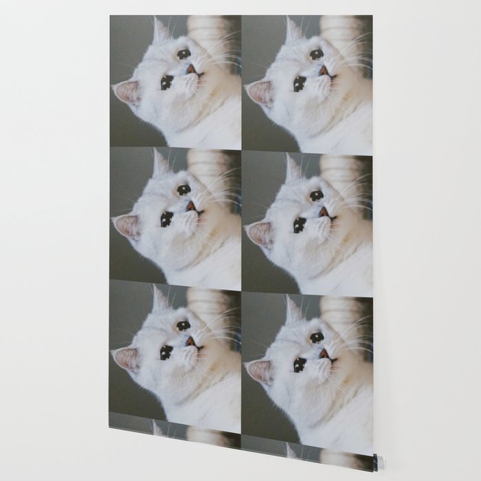Sad Cat Crying Cat Cute Meme Wallpaper By Randomgalaxy Society6 Decorate your laptops, water bottles, helmets, and cars. sad cat crying cat cute meme wallpaper by randomgalaxy