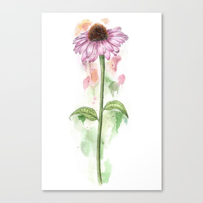 Botanical Coneflower Canvas Print