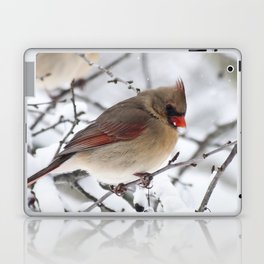 Female Cardinal Laptop & iPad Skin