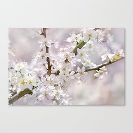 Cherry Blossoms 0217 Canvas Print
