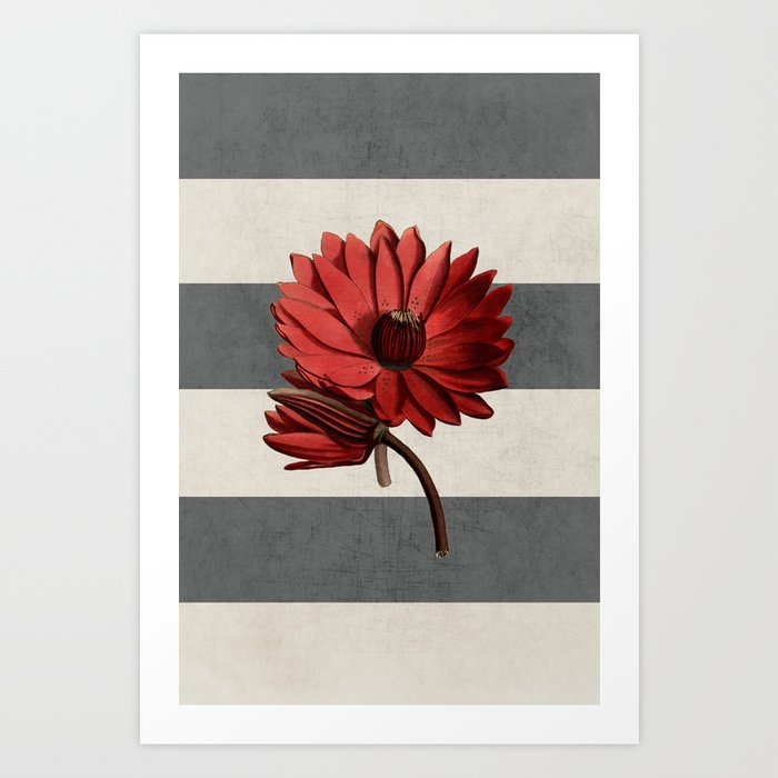 botanical stripes - red water lily Art Print